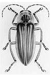 Photuris trivittata