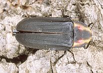 Pyractomena linearis