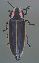 Pyractomena sinuata