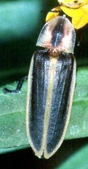 Pyractomena striatella