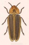 Pyractomena vexillaria