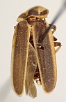 Pyractomena watsoni