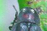 オオマドボタルの前胸背板赤斑の写真