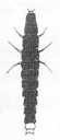 クロマドボタル幼虫の背板斑紋イラスト／無紋型