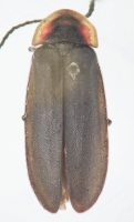 Pyropyga decipiens