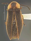 Pyropyga indicta