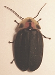 Tenaspis angularis