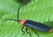 Vesta impressicollis