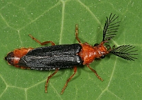 Zarhipis integripennis