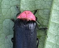 Luciola cruciata towadensis