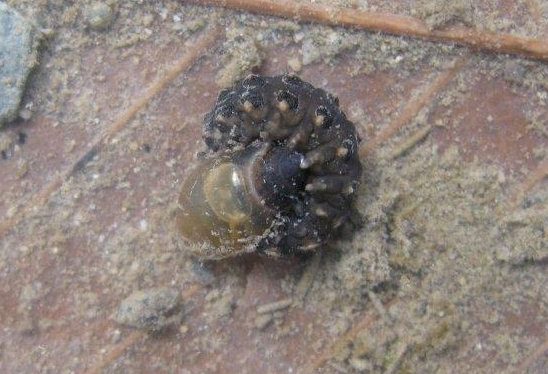 サカマキガイを捕食するゲンジボタルの幼虫