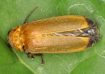 Lampyridae