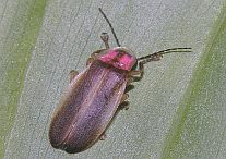 Photinus sp.