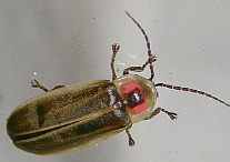 Photinus sp.