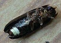 Photinus sp.