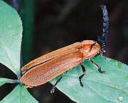 Lampyridae