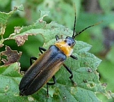 Lampyridae