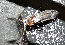 Lampyridae