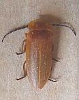 Lampyridae